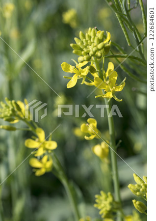 春季菜園裡的芥末油菜花 122684601