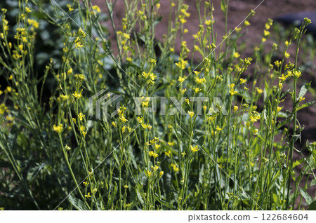 春季菜園裡的芥末油菜花 122684604