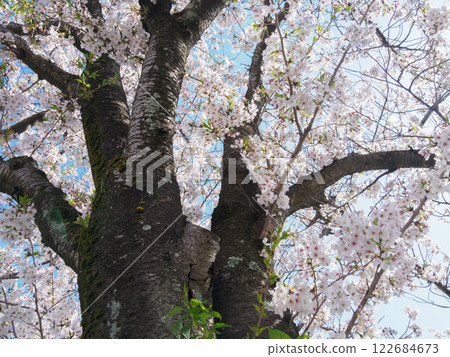 I look up at the cherry tree I look up at the cherry tree 122684673