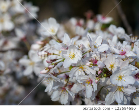 Cherry Blossoms	 122684680