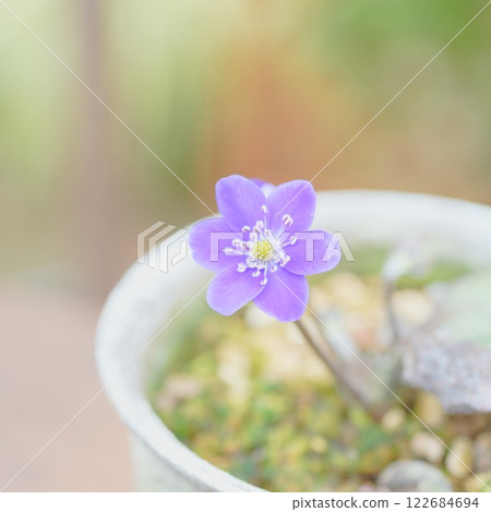 可愛的雪种族 122684694