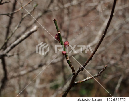 Red plum buds in Suwa Plum Grove 122684752