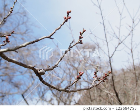 諏訪梅林的紅梅花蕾 諏訪梅林的紅梅花蕾 122684753