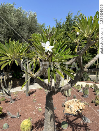 Blooming Pachypodium lamerei in the Cactus Park on the the campus of the Weizmann Institute of Science Blooming Pachypodium lamerei in the Cactus Park on the the campus of the Weizmann Institute of Science 122684966