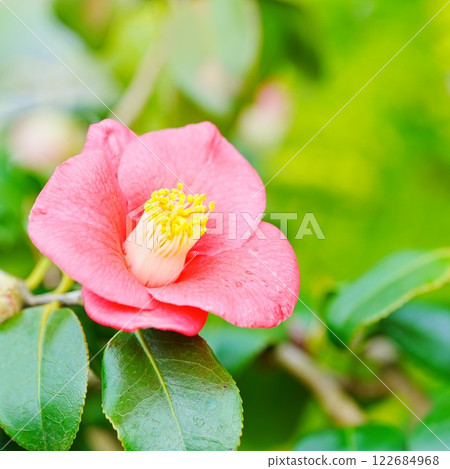 Beautiful camellia flower 122684968