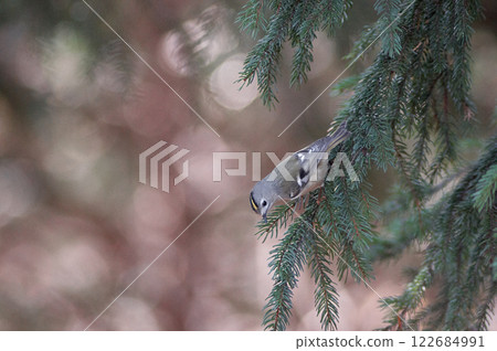 Goldcrest Conifer 122684991