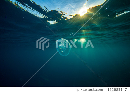 Moon jellyfish drifting in the ocean at dusk, Ogasawara Moon jellyfish drifting in the ocean at dusk, Ogasawara 122685147