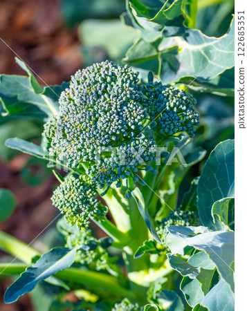 Stem broccoli Stem broccoli 122685351