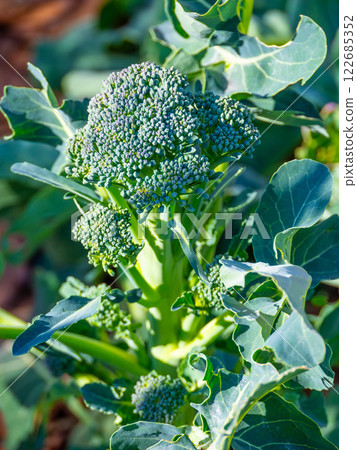 Stem broccoli Stem broccoli 122685352