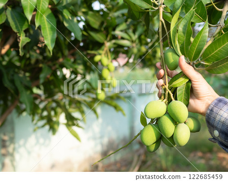 Mango Tree, Farmar Holding Mangos Green Growth Tree for Harvest Crop in Garden Organic Farming Countryside Garden Nature, Summer Tropical Fruits Asian Thailand, Products worker Agricultural Outdoor. 122685459