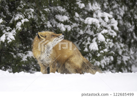 Ezo red fox nestling in the forest Ezo red fox nestling in the forest 122685499