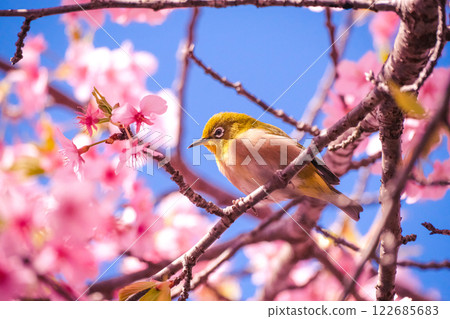 White-eye and cherry White-eye and cherry 122685683