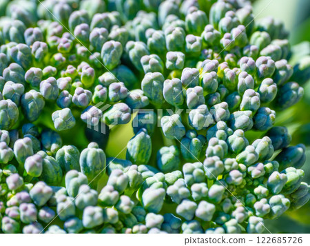 綠花椰菜花蕾特寫 綠花椰菜花蕾特寫 122685726