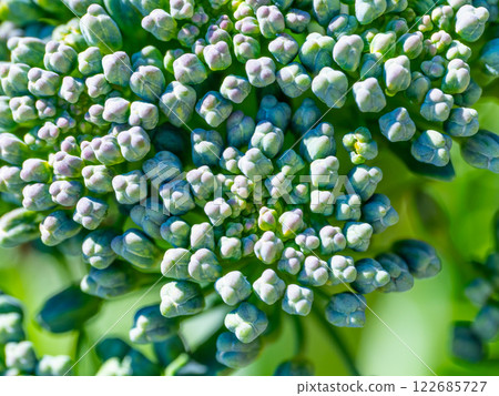Broccoli flower buds close-up Broccoli flower buds close-up 122685727