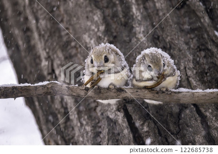 幾隻飛鼠在樹枝上吃東西 122685738