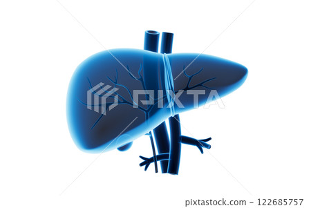 Liver organ with health care concept, 3d 122685757