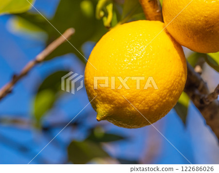Organically grown domestic Meyer lemons 122686026