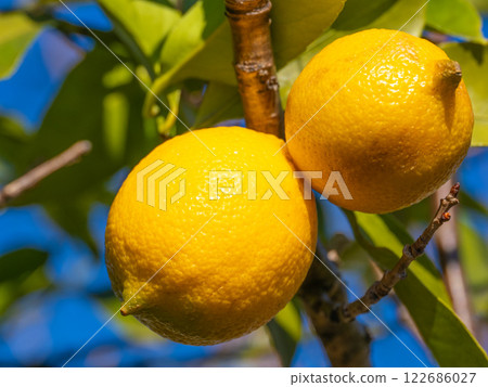 Organically grown domestic Meyer lemons Organically grown domestic Meyer lemons 122686027