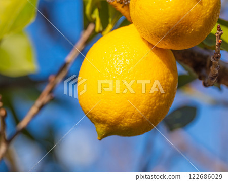 Organically grown domestic Meyer lemons 122686029