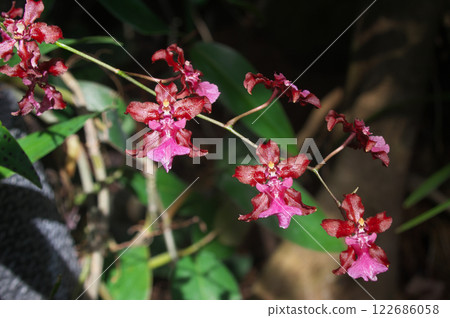 Onshijome·Sharry Baby Onshijome·Sharry Baby 122686058