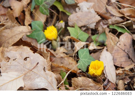 Adonis flower peeking out from among the dead leaves Adonis flower peeking out from among the dead leaves 122686083