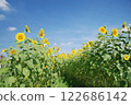 向日葵 122686142