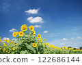 向日葵 122686144