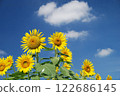 向日葵 122686145