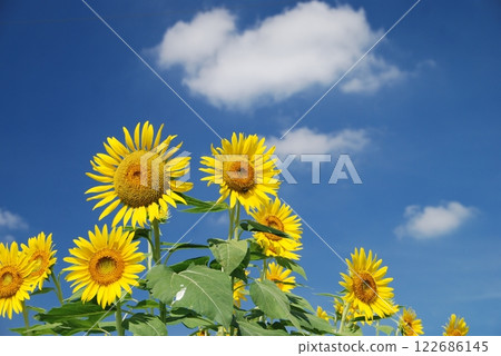 向日葵 122686145
