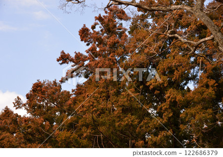 Cedar trees and pollen, Otaki Town, Chiba Prefecture Cedar trees and pollen, Otaki Town, Chiba Prefecture 122686379
