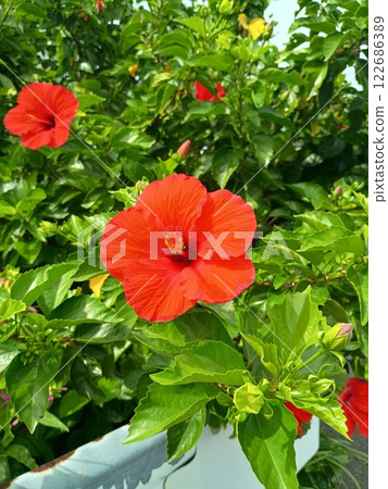 Bright red flowers on a remote island Bright red flowers on a remote island 122686389
