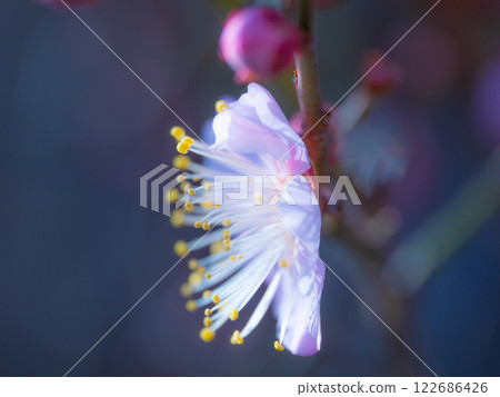 Early bloomed plum blossoms 122686426