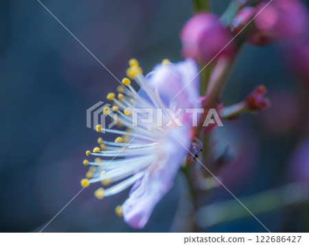 早開的梅花 122686427