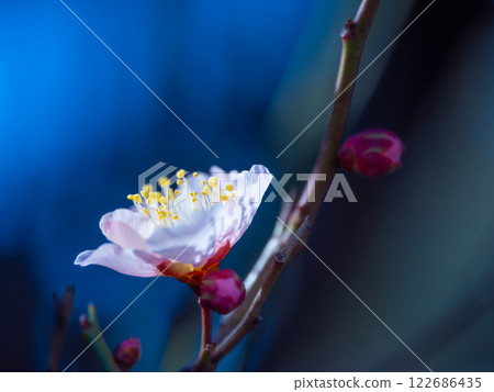 Early bloomed plum blossoms Early bloomed plum blossoms 122686435