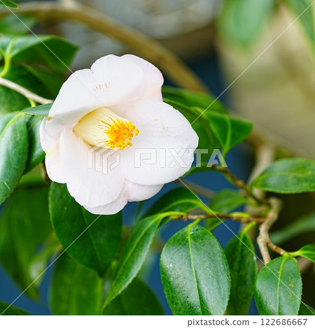Beautiful camellia flower Beautiful camellia flower 122686667