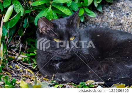 Stray cats in the park 122686805