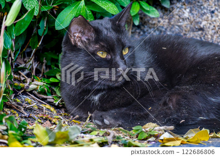 Stray cats in the park 122686806