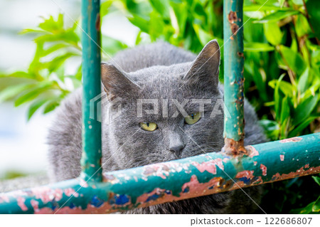 Stray cats in the park 122686807