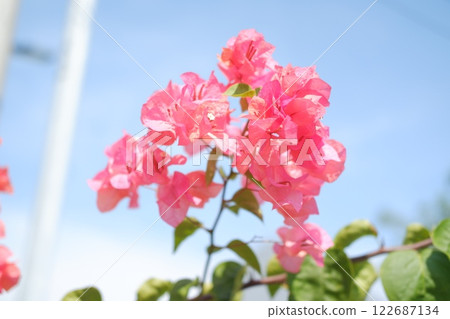 Bougainvillea flowers in the garden with natural background. Bougainvillea flowers in the garden with natural background. 122687134