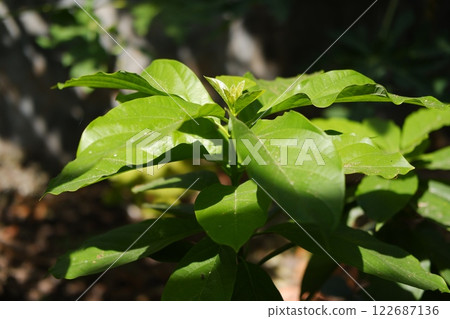 Fresh Green Leaves in Sunlight Fresh Green Leaves in Sunlight 122687136