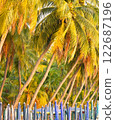 coconut tree and beach chairs in tropical 122687196