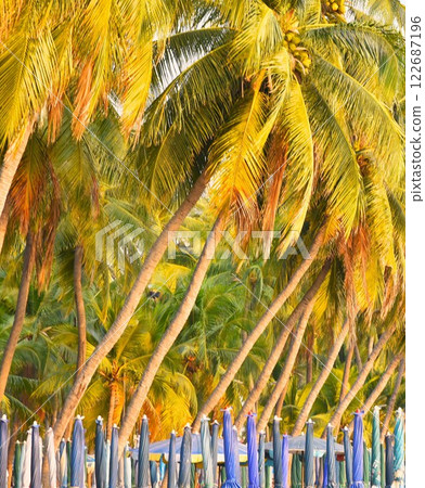 coconut tree and beach chairs in tropical coconut tree and beach chairs in tropical 122687196
