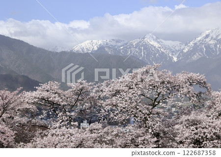北阿爾卑斯山和櫻花 北阿爾卑斯山和櫻花 122687358