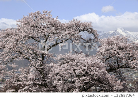 Cherry Blossoms	 122687364