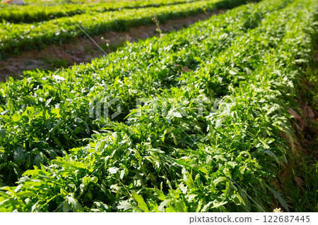 Rows of harvest of arugula in garden outdoor, no people 122687445