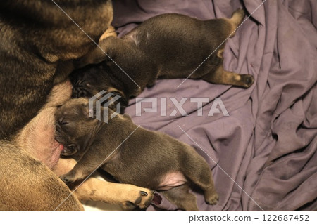 french bulldog Puppie sucks mother's milk 122687452