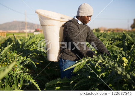 Gardener harvesting fresh artichokes on plantation 122687545
