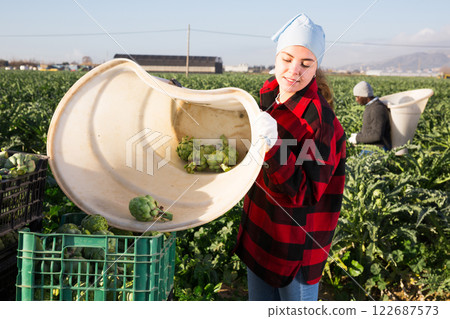 Young woman farmer pours artichokes out of a bucket into a crate Young woman farmer pours artichokes out of a bucket into a crate 122687573