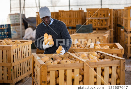 Farmer sorting fresh pumpkins in crates Farmer sorting fresh pumpkins in crates 122687647