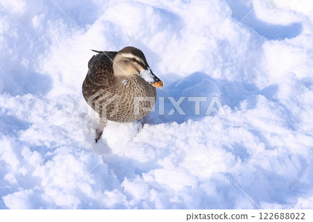 Spot-billed ducks on the snow (Hirosaki City, Aomori Prefecture) 122688022